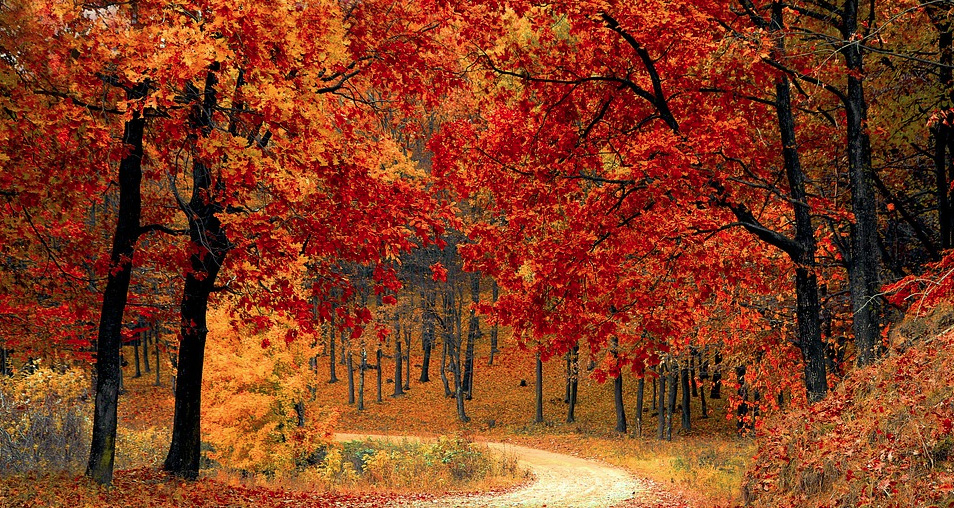 gorgeous deciduous autumn trees